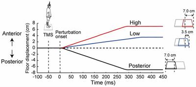 Presetting of the Corticospinal Excitability in the Tibialis Anterior Muscle in Relation to Prediction of the Magnitude and Direction of Postural Perturbations